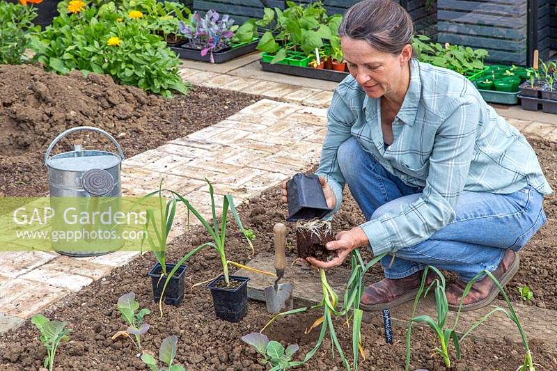Woman carefully tipping the plants from their pots
