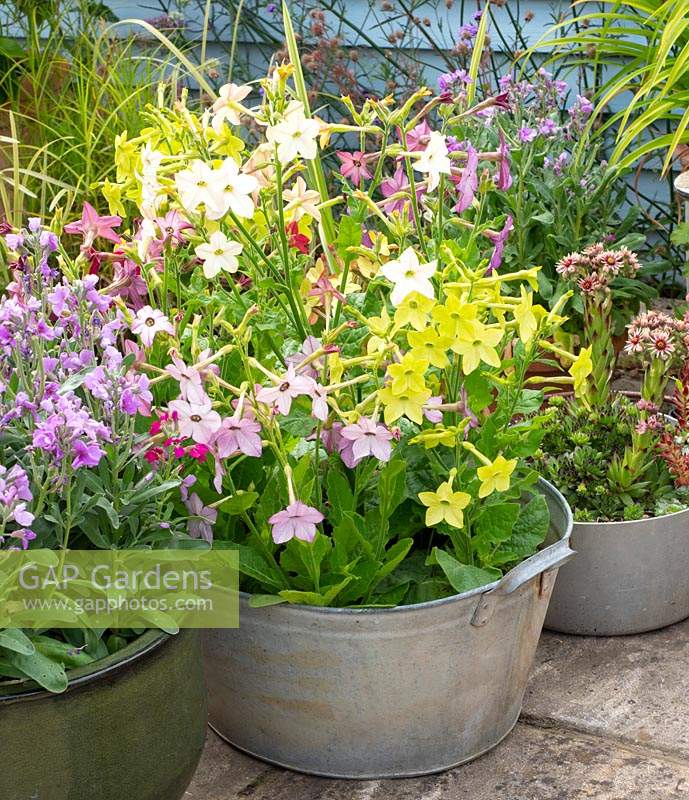 Scentsation Mix, Nicotiana in reclaimed container.
