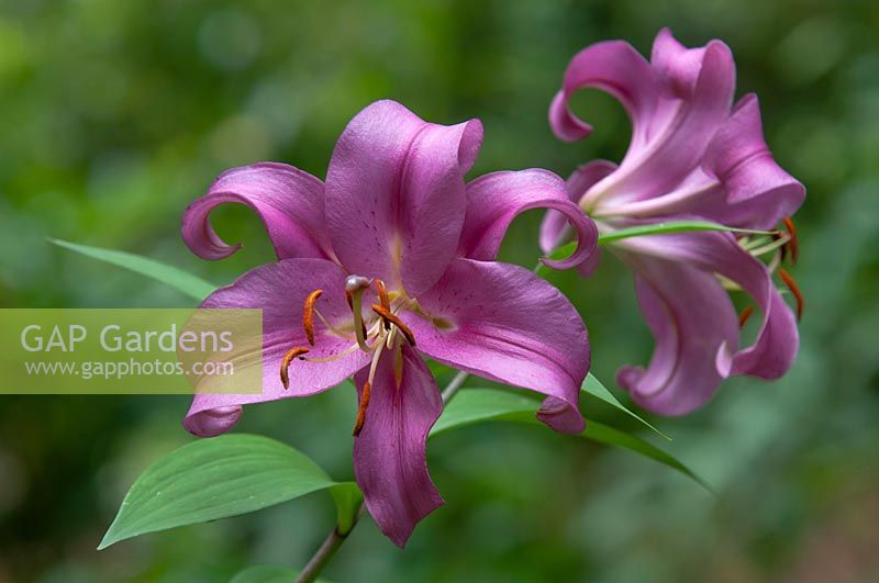 Lilium 'Robina' July. Raspberry Pink oriental trumpet Lily 