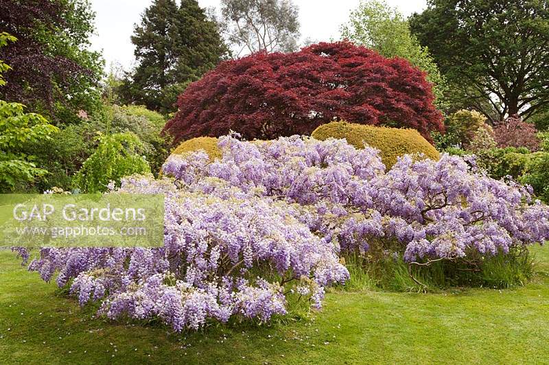 Wisteria sinensis growing in prostrate style across lawn as ground cover with red Acer behind - May