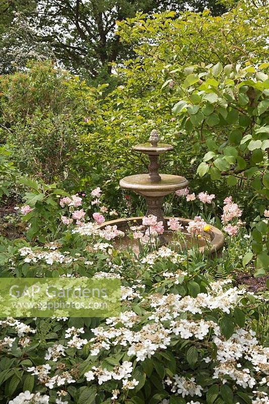 A classical stone water fountain in woodland style garden with Tulipa 'Angelique' and Viburnum plicatum 'Mariesii' 