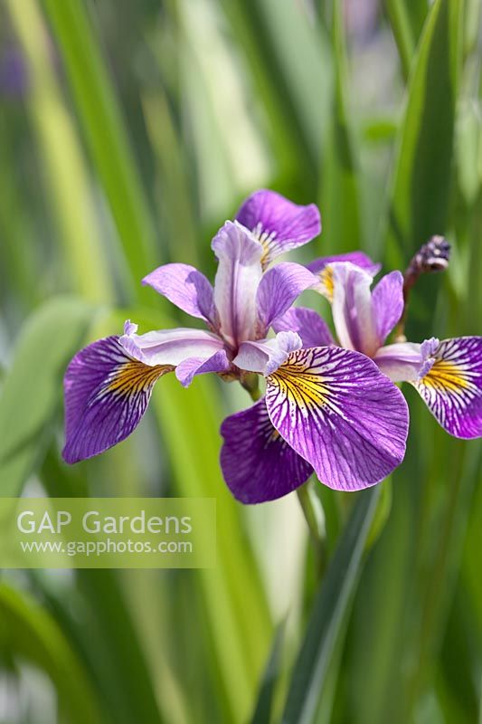 Iris pseudocarus 'Holden's Child'