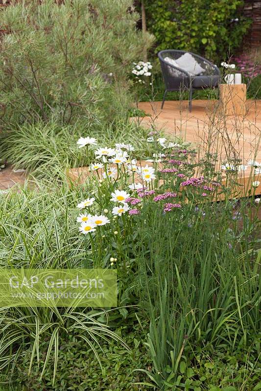 Beds with Leucanthemum superbum, Carex 'Ice Dance, 'Achillea millefolium 'Cerise Queen' and Salix rosmarinifolia leading to an oak decked seating area in the 'Raised By Rivers' Garden at Tatton RHS Flower Show 2018