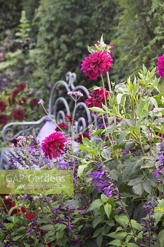 Dahlia 'Admiral Rawlings' and Salvia 'Amistad' with ornate metal wrought iron bench behind in 'The Flowers of Arley' Garden at Tatton RHS Flower Show 2018
