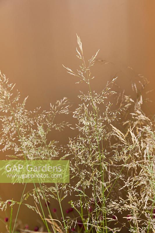 Deschampsia cespitosa 'Goldtau' against bronze background - Tussock Grass
