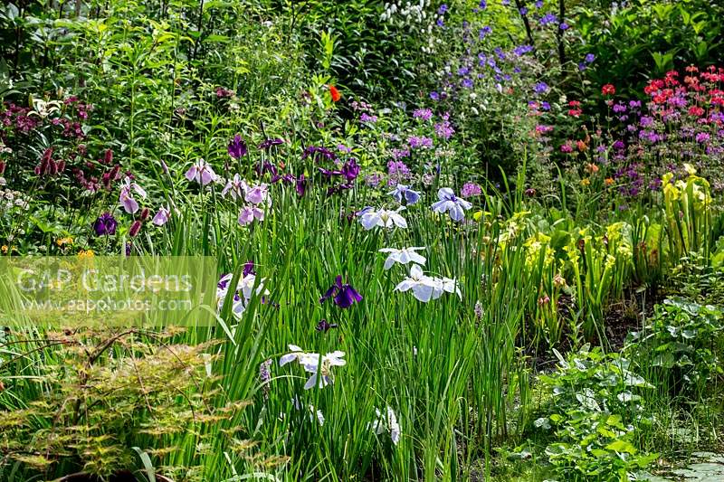 Iris ensata and iris Siberca in pond area