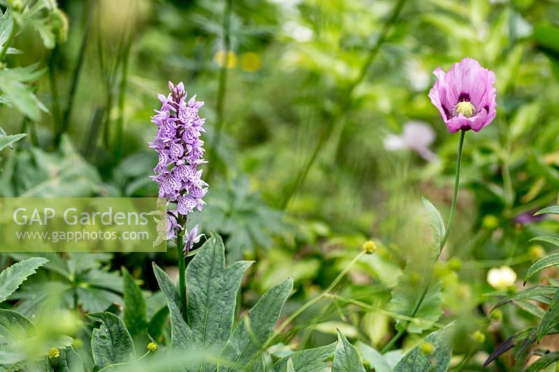 Orchid - Dactylorhiza and self-sown Papaver