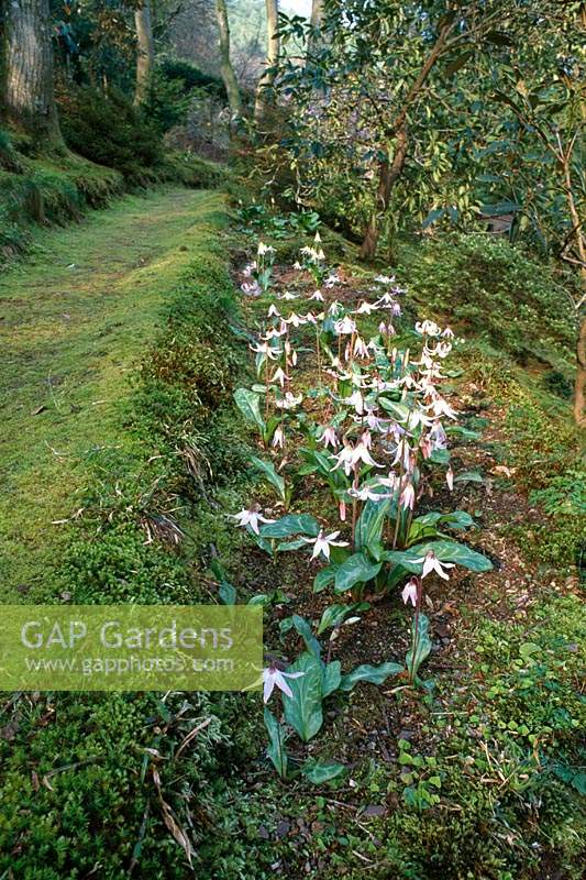 Erythronium hendersonii - Henderson's Fawn Lily
 