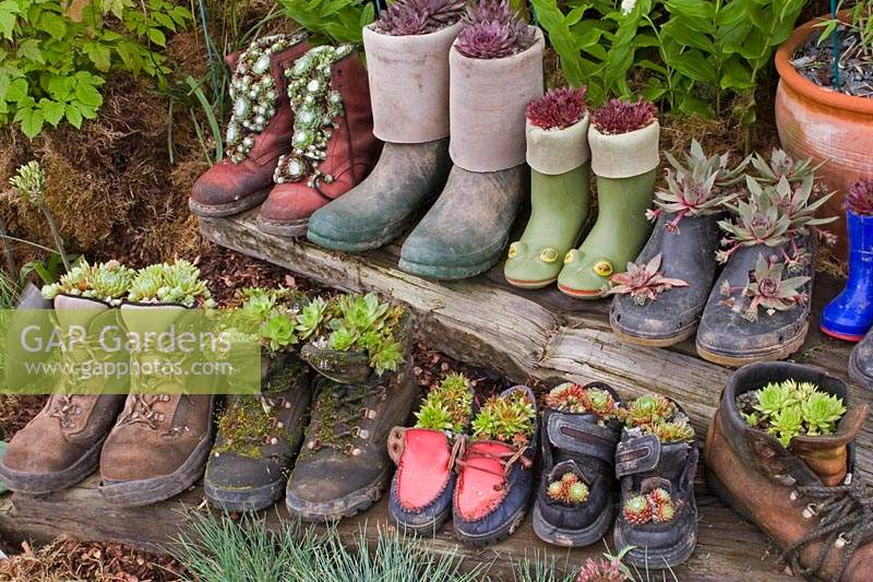Rows of boots and shoes planted with Sempervivum - houseleeks. 