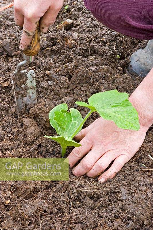 Person planting a young courgette plant - Cucurbita pepo