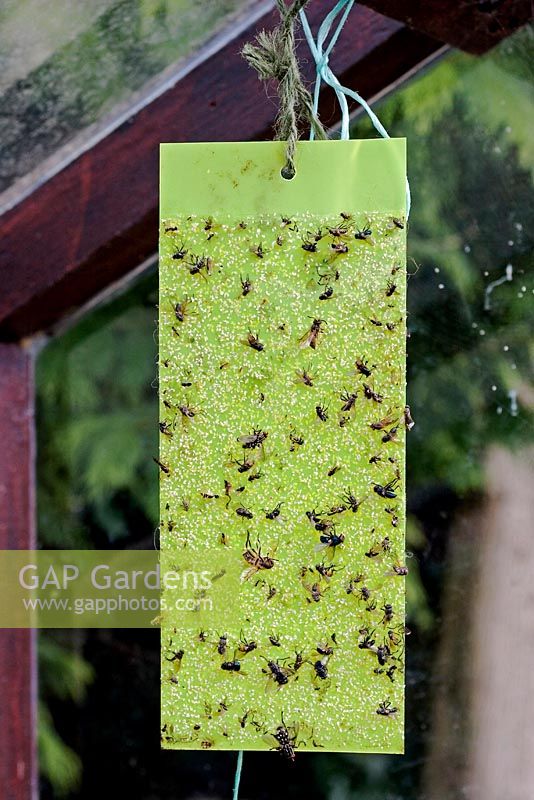 Biological control - Sticky whitefly trap in a greenhouse.