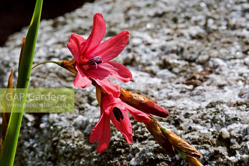 Dierama dracomontanum - Drakenberg Wandflower