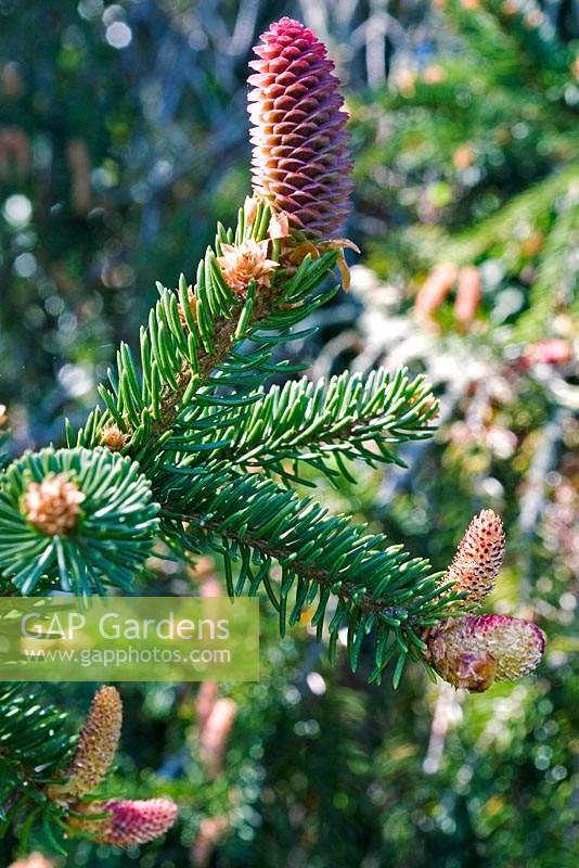 Picea abies - Norway spruce with cones. 
