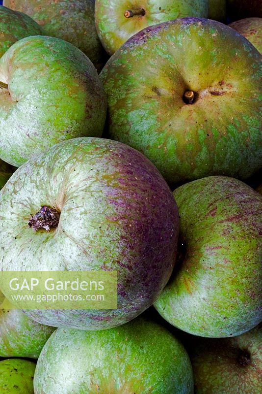Harvested Apple 'Black Dabinett' - a cider apple 