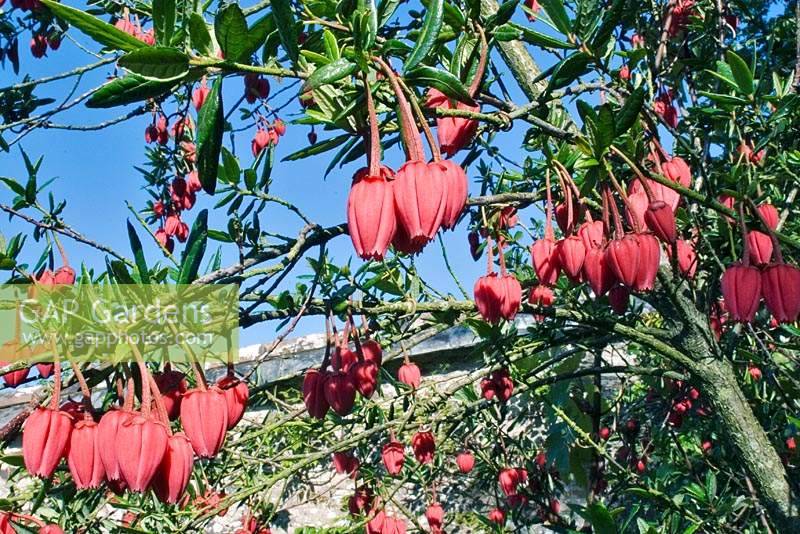 Crinodendron hookerianum - Chile Lantern Tree