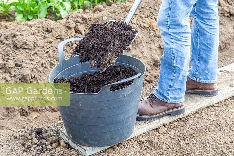 Woman adding well rotted manure to bed using a spade and trug.

