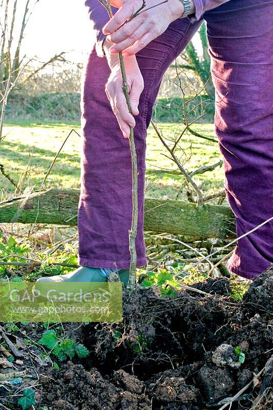 Planting a young bare root Corylus avellana - Hazel sapling in to hedgerow