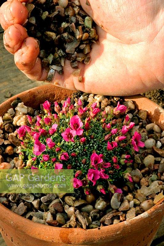 Person top dressing a Saxifraga 'Tvuj Uspech' x poluanglica with grit. 