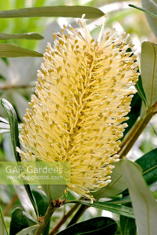 Banksia marginata - Silver Banksia