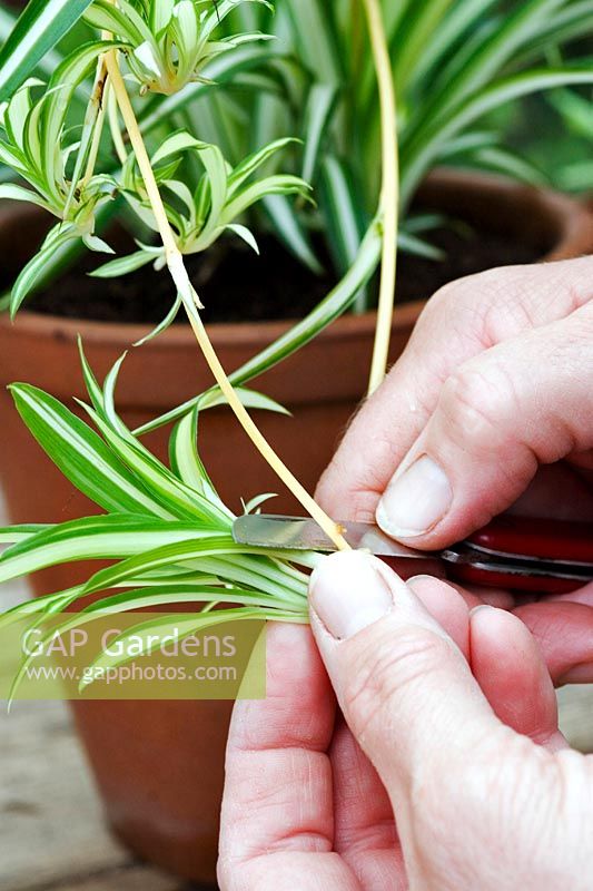Chlorophytum comosum 'Variegatum' - Person removing plantlet from 'Mother' spider plant. 