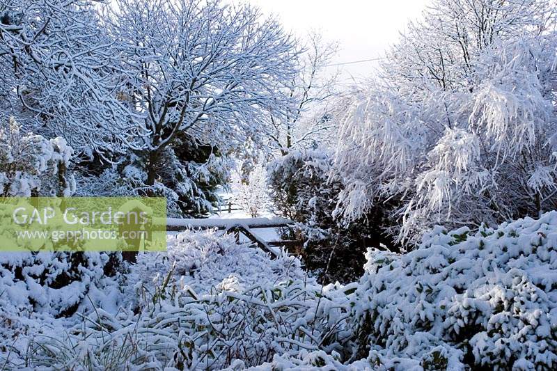 Garden in the snow at Burrow Farm Garden, Dalwood, Devon, UK.