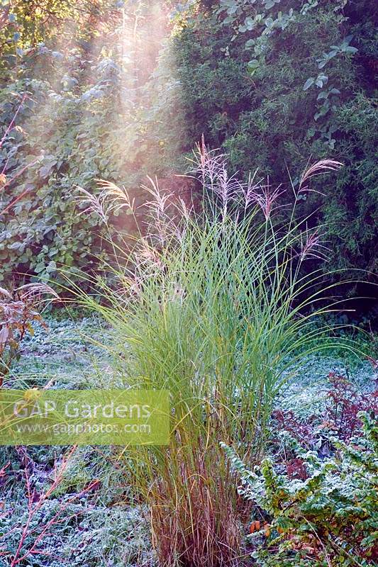 Miscanthus on a frosty morning.