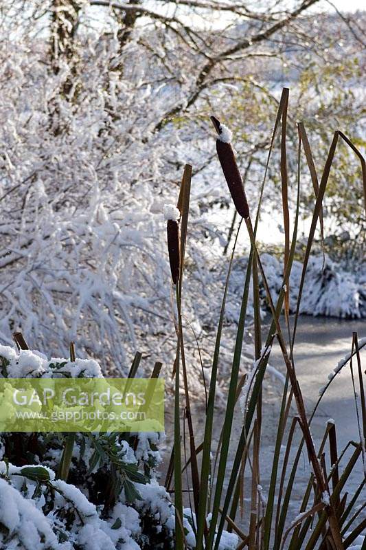 Typha latifolia - Bulrush - in the snow at the side of a frozen lake. 