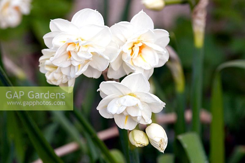 Narcissus 'Sir 'Winston' Churchill' - Daffodil 'Sir 'Winston' Churchill'