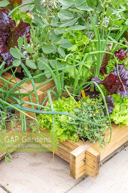 Corner raised bed with mixed vegetables. 