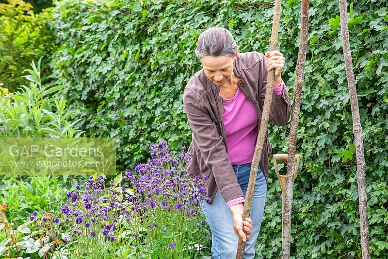 Woman pushing hazel sticks into the ground to form a teepee to use as plant support for climbers.