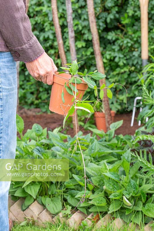 Woman placing Cobaea scandens seedlings by teepee - ready for planting
