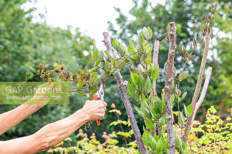 Woman cutting top shoot of Cobaea to encourage flowering and sideshoots. 