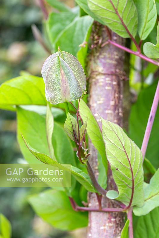 Cobaea scandens - Cup and Saucer Vine in bud. 