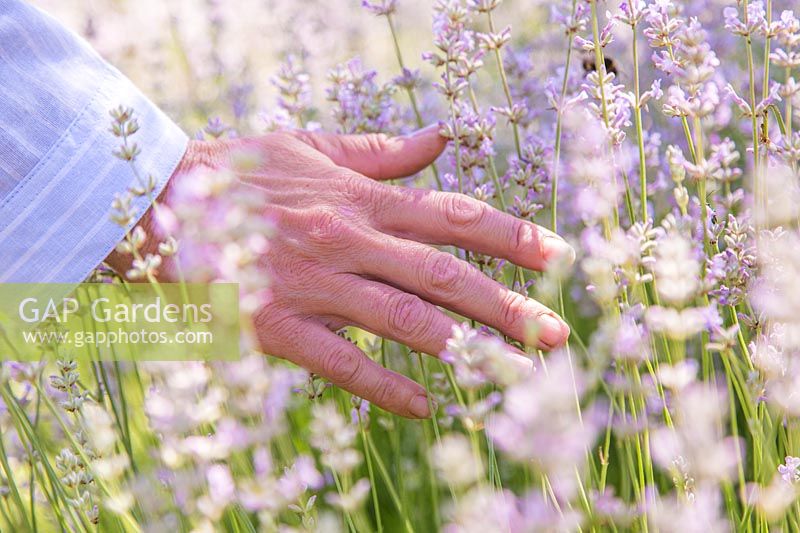 Woman running hand through flowering Lavandula angustifolia 'Rosea' - Lavender