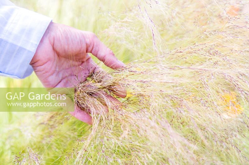Woma running hand through Stipa tenuissima - Mexican Feather Grass