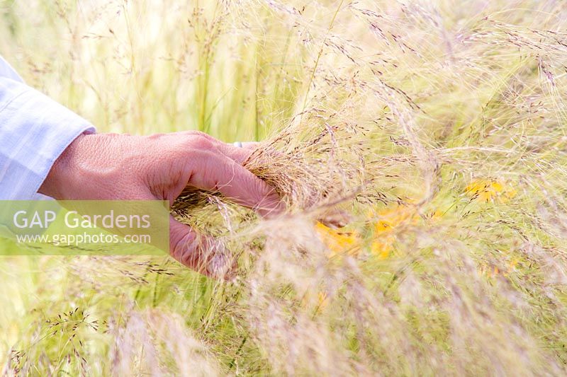 Woman running hand through Stipa tenuissima - Mexican Feather Grass