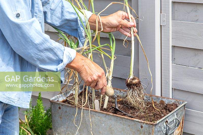 Woman harvesting Allium sativum - Garlic 'Arno'