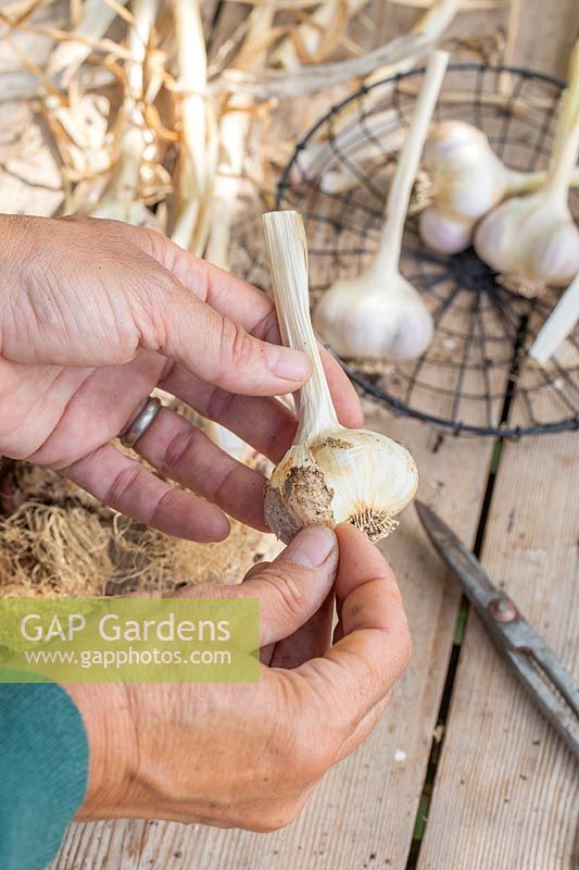 Woman removing the outer skin of the garlic bulb. 