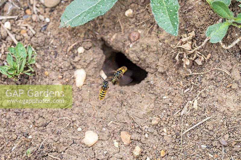 Wasps nest under ground. 