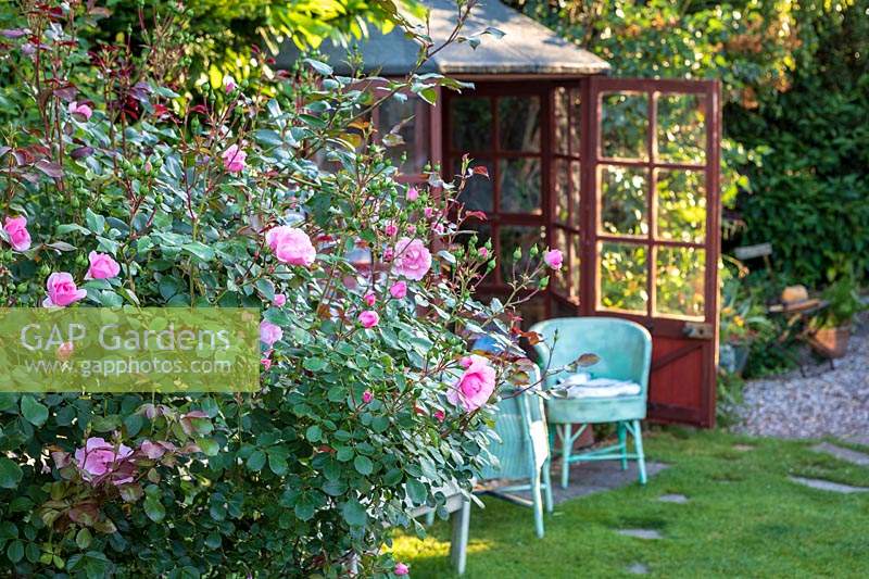 View past pink flowering Rose to wooden summerhouse and wicker chairs. Little Friars Garden, Battle, Sussex, UK. 