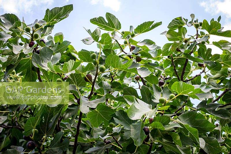 Ficus carica - Fig tree in fruit