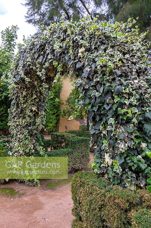 Archway of Hedera - Ivy in garden. 