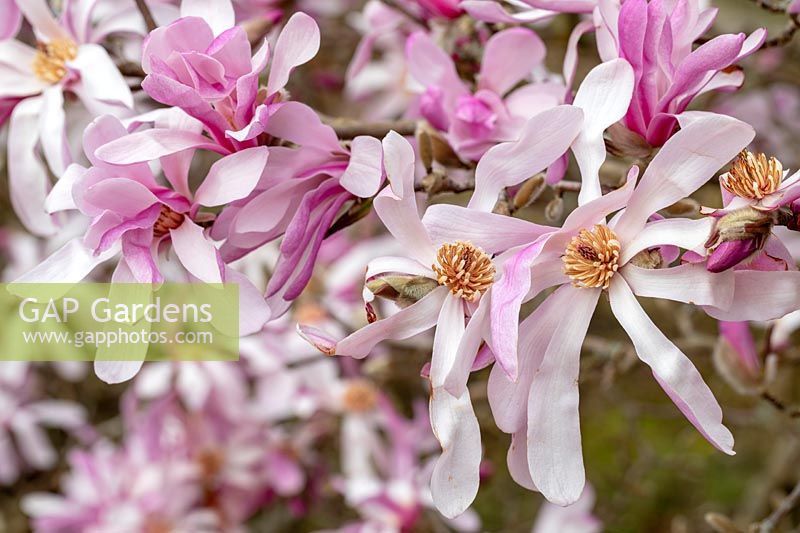 Magnolia x loebneri 'Leonard Messel' - Magnolia 'Leonard Messel'
