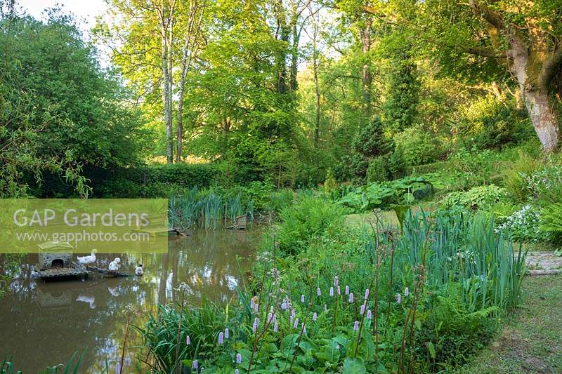 Large natural pond with bird house. Lewis Cottage Garden, Devon, UK.