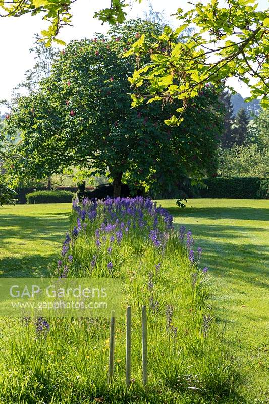 View of flowering Camassia with Aesculus Ã— carnea - Red Horse chestnut tree beyond.  Lewis Cottage Garden, Devon, UK. 