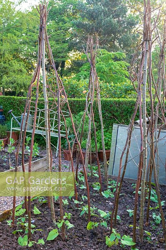 Young runner bean plants planted at the base of hazel cane wigwams. Lewis Cottage Garden, Devon, UK. 