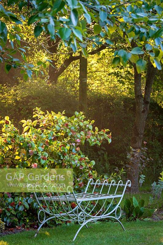 A border of  Camellia japonica 'Lavinia Maggi' behind a metal day bed. Lewis Cottage Garden, Devon