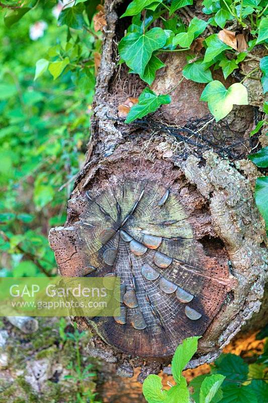 Fallen oak tree with visitors'coins. Lewis Cottage Garden, Devon