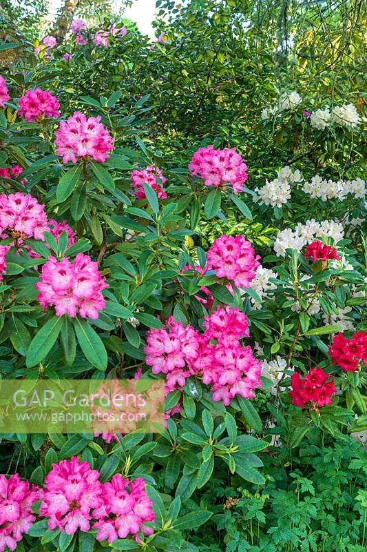 Rhododendron 'Sneezy', Rhododendron 'Grumpy' and Rhododendron 'Dopey'
