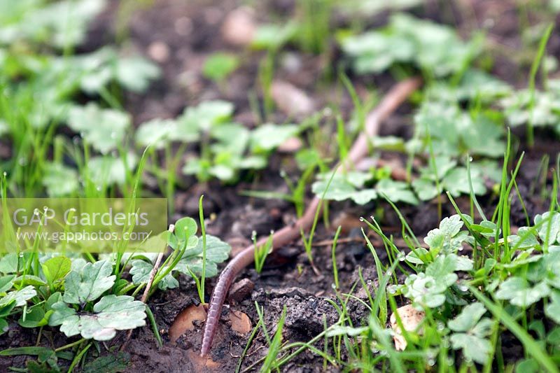 Garden worm sliding through creeping buttercup growing in a newly sown lawn.